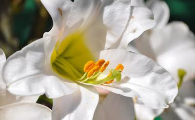 Notre-Dame : toujours vivante !