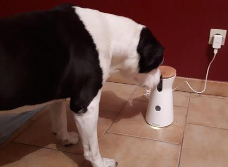 J’ai testé le Furbo : la caméra interactive pour chien