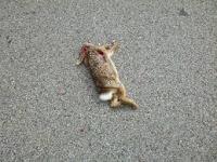 Suis-je une machine à tuer?