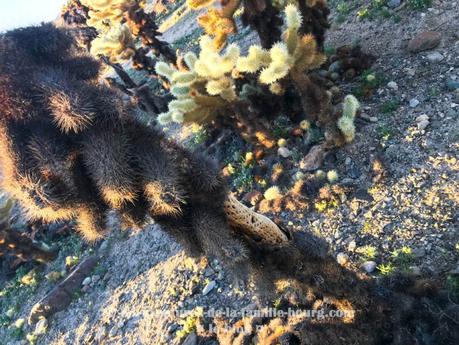 {Joshua Tree} Chollas Cactus Garden