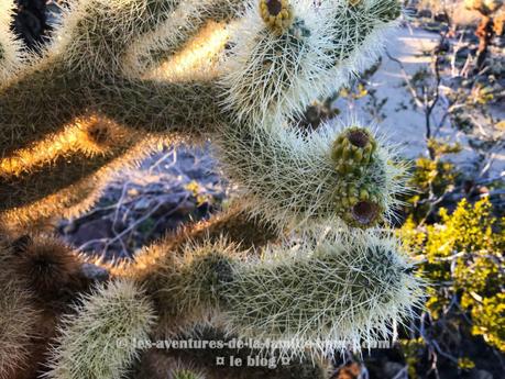 {Joshua Tree} Chollas Cactus Garden