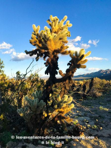 {Joshua Tree} Chollas Cactus Garden