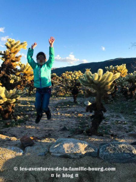 {Joshua Tree} Chollas Cactus Garden