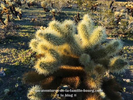 {Joshua Tree} Chollas Cactus Garden
