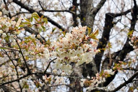 Cerisiers en fleurs près de Fougerolles © French Moments