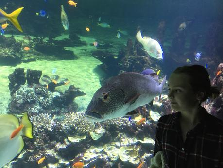 Des requins apperçus à Boulogne sur Mer