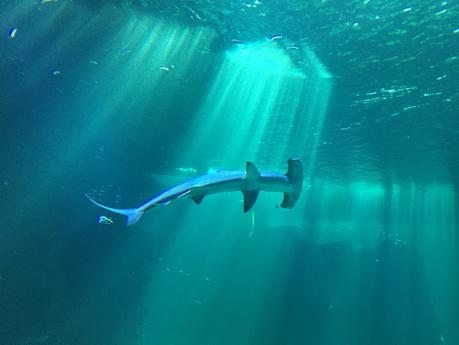 Des requins apperçus à Boulogne sur Mer