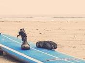 Quel équipement pour faire surf