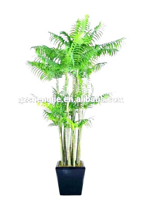 home depot palm trees trees for sale home depot avocado tree for sale home depot home depot palm trees palm plants home depot artificial plants avocado tree for sale home depot home depot artificial p
