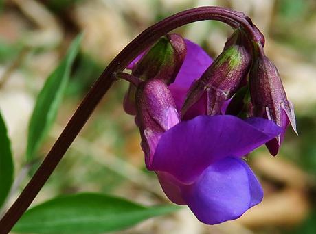 Gesse printannière (Lathyrus vernus)