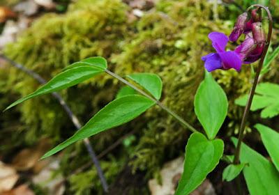 Gesse printannière (Lathyrus vernus)