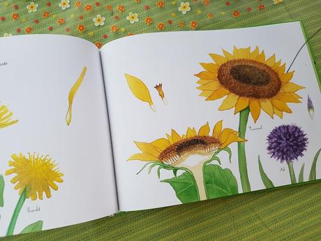 Une belle plante ! Les plantes à fleurs de Marguerite Tiberti et Capucine Mazille