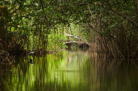 Apple compte restaurer près de 11 000 hectares de forêt de mangrove en Colombie