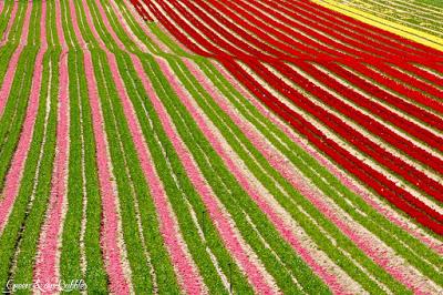 Des tulipes en Provence
