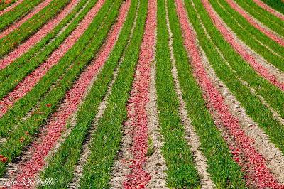 Des tulipes en Provence