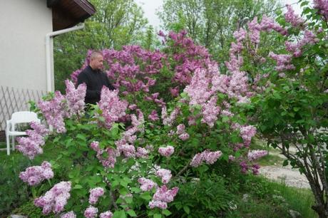 carnet,note,journal,autobiographie,blog littéraire de christian cottet-emard,nature,campagne,bois,champs,promenade,jardin,éléments,environnement,romantisme,dix-neuvième siècle,moteur,machine,fuite en avant,mystère,plaisir,conscience,animal,danger,être humain,créature,apaisement,parenthèse,christian cottet-emard,parenthèse des jardins,menace,reprendre haleine,lilas
