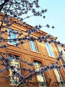 Rond de Sorcière #105 Rond de Sorcière #105