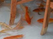 café Vietnamien vous propose manger pieds dans l’eau entouré poissons