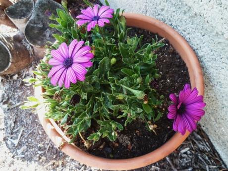 PLANTES ET FLEURS AU JARDIN fleurs, plantes, jardin, printemps, saison, jardinage, loisirs