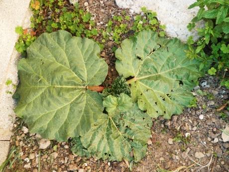 PLANTES ET FLEURS AU JARDIN fleurs, plantes, jardin, printemps, saison, jardinage, loisirs