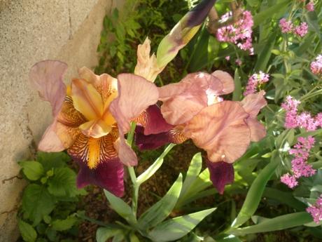 PLANTES ET FLEURS AU JARDIN fleurs, plantes, jardin, printemps, saison, jardinage, loisirs