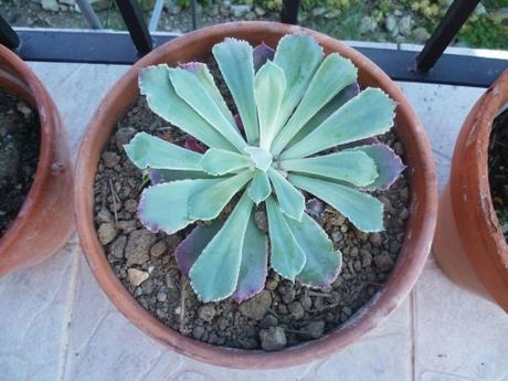 PLANTES ET FLEURS AU JARDIN fleurs, plantes, jardin, printemps, saison, jardinage, loisirs