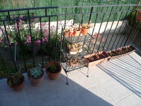 PLANTES ET FLEURS AU JARDIN fleurs, plantes, jardin, printemps, saison, jardinage, loisirs