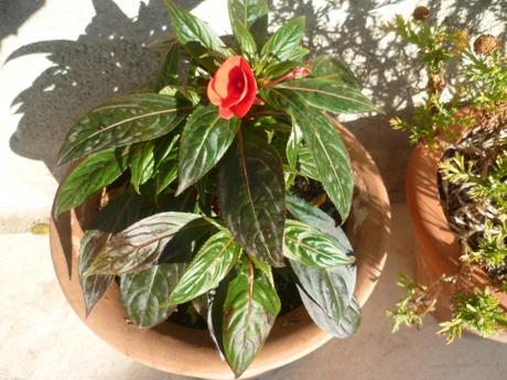 PLANTES ET FLEURS AU JARDIN fleurs, plantes, jardin, printemps, saison, jardinage, loisirs