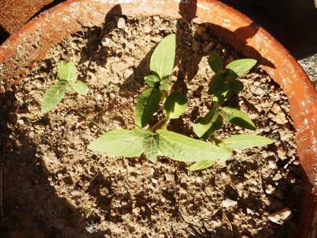 PLANTES ET FLEURS AU JARDIN fleurs, plantes, jardin, printemps, saison, jardinage, loisirs