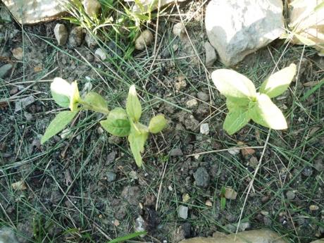 PLANTES ET FLEURS AU JARDIN fleurs, plantes, jardin, printemps, saison, jardinage, loisirs