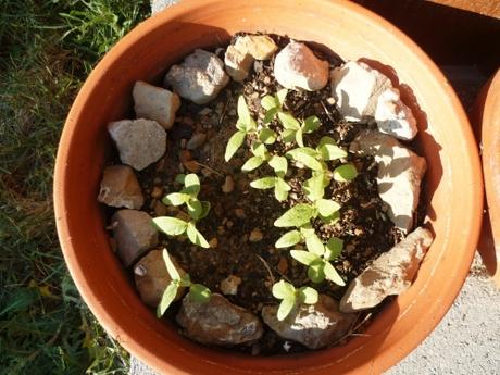 PLANTES ET FLEURS AU JARDIN fleurs, plantes, jardin, printemps, saison, jardinage, loisirs