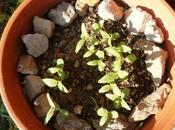 Plantes fleurs jardin