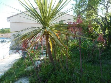 PLANTES ET FLEURS AU JARDIN fleurs, plantes, jardin, printemps, saison, jardinage, loisirs