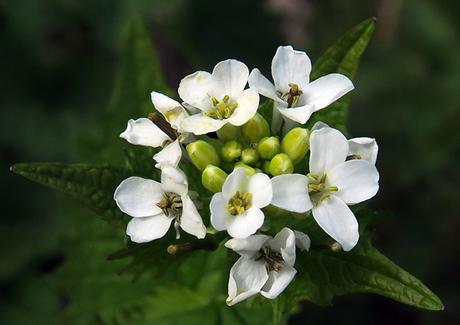Alliaire (Alliaria petiolata)