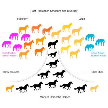 #Cell #paléontologie #équidés Suivi de Cinq Millénaires de Gestion des Chevaux à l’aide de Séries Chronologiques de Séquençage de Génome Ancien de Grande Ampleur #Cell #paléontologie #équidés Suivi de Cinq Millénaires de Gestion des Chevaux à l’aide de Séries Chronologiques de Séquençage de Génome Ancien de Grande Ampleur