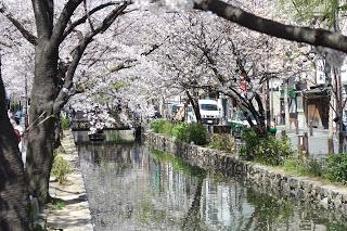 Kyoto, cerisiers en fleur