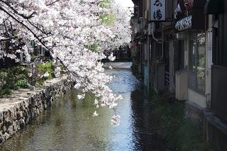 Kyoto, cerisiers en fleur