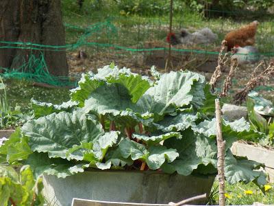 Zoom sur la rhubarbe : tout savoir sur cette plante