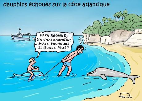 Pauvres dauphins !!!