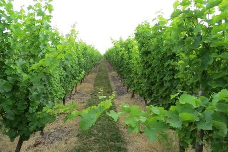 Vignes de La Tuffière (1)