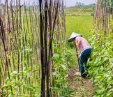 Chine : Le contrat secret qui a sauvé des millions de vies