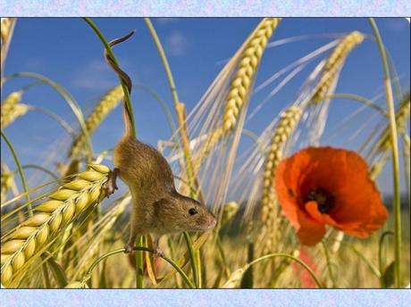 Divers - La souris des moissons