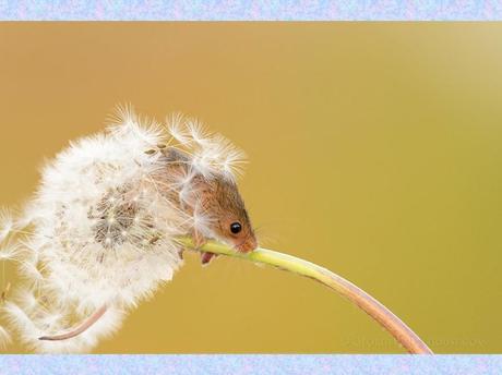 Divers - La souris des moissons