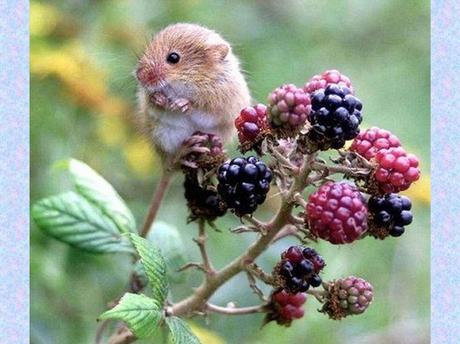 Divers - La souris des moissons