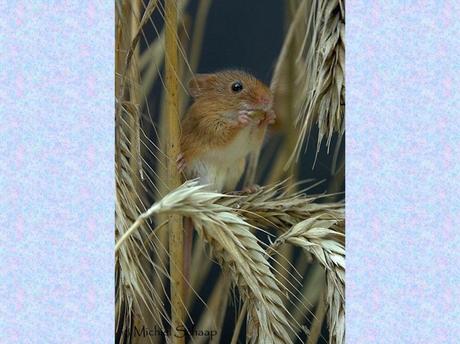 Divers - La souris des moissons