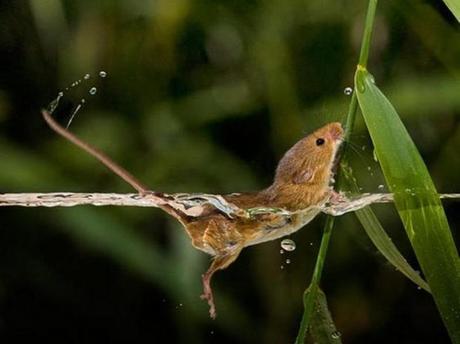 Divers - La souris des moissons