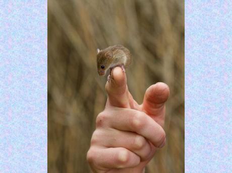 Divers - La souris des moissons