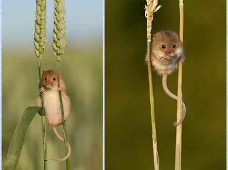 Divers - La souris des moissons