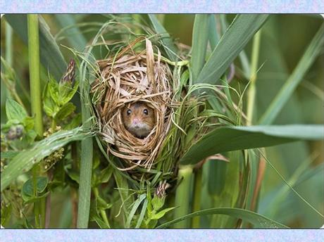 Divers - La souris des moissons