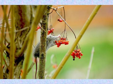 Divers - La souris des moissons